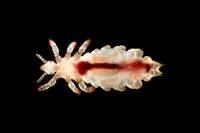 Pou de la tête (Pediculus humanus capitis) après repas de sang FN x7